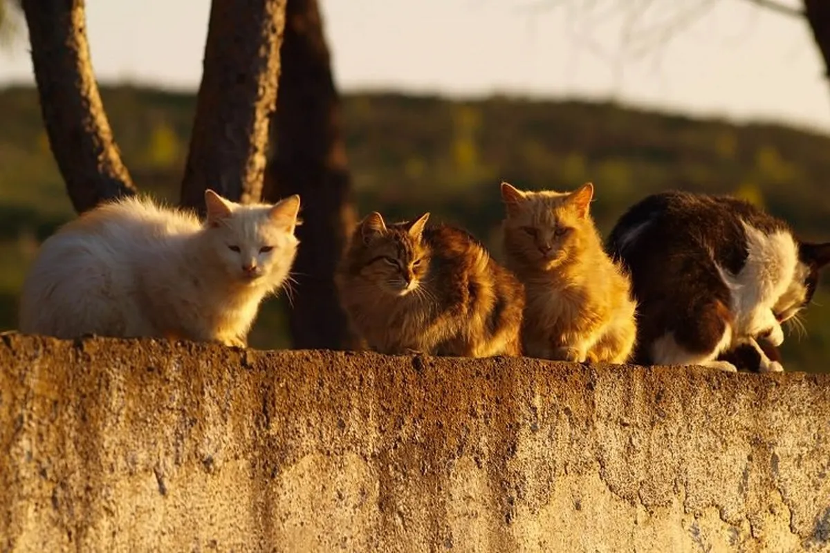 Help to Cats (CSR)