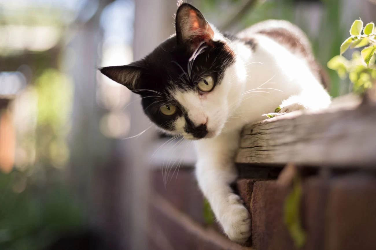 Help to Cats (CSR)