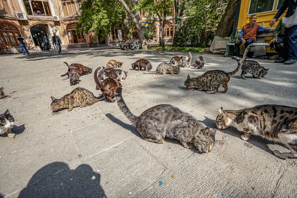 Help to Cats (CSR)