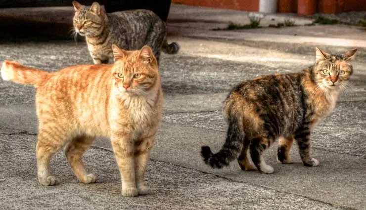 Help to Cats (CSR)