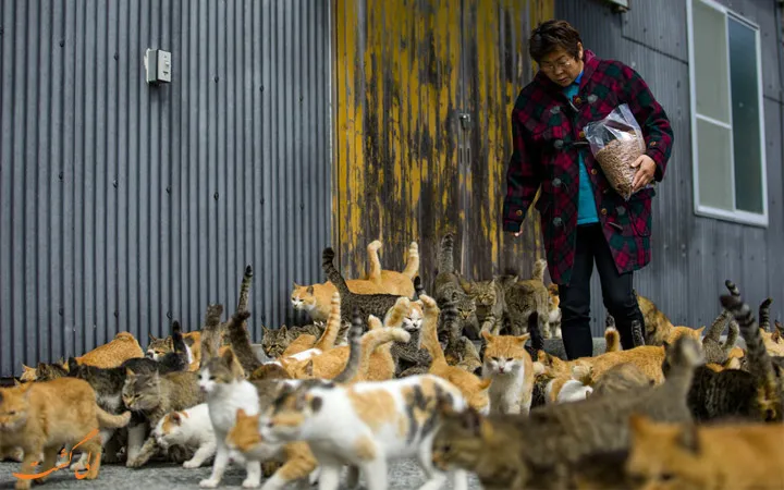 Help to Cats (CSR)