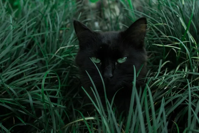Help to Cats (CSR)